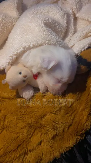 1-3 months Female Purebred Maltese