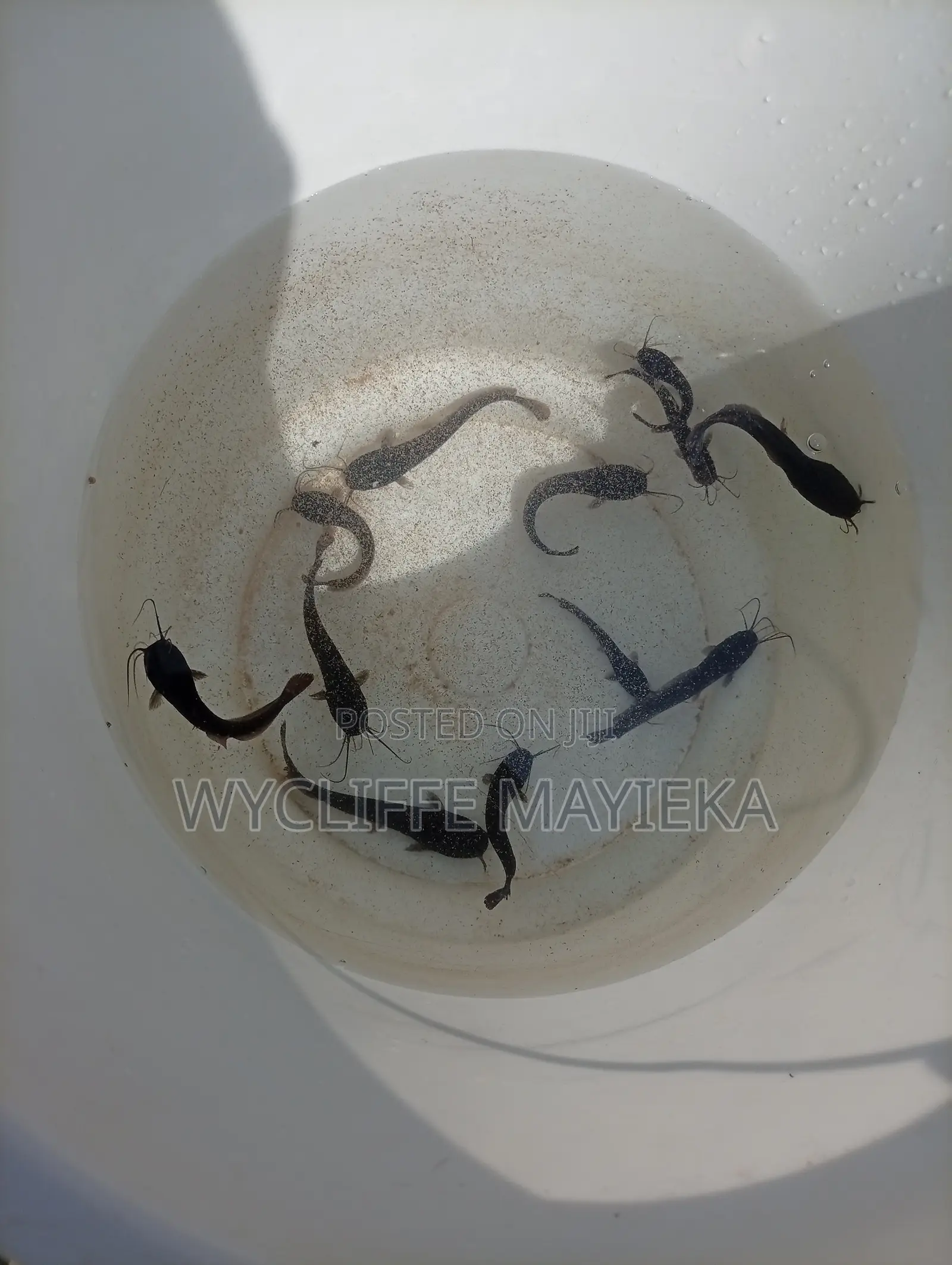 Cat Fish Fingerlings for Sale
