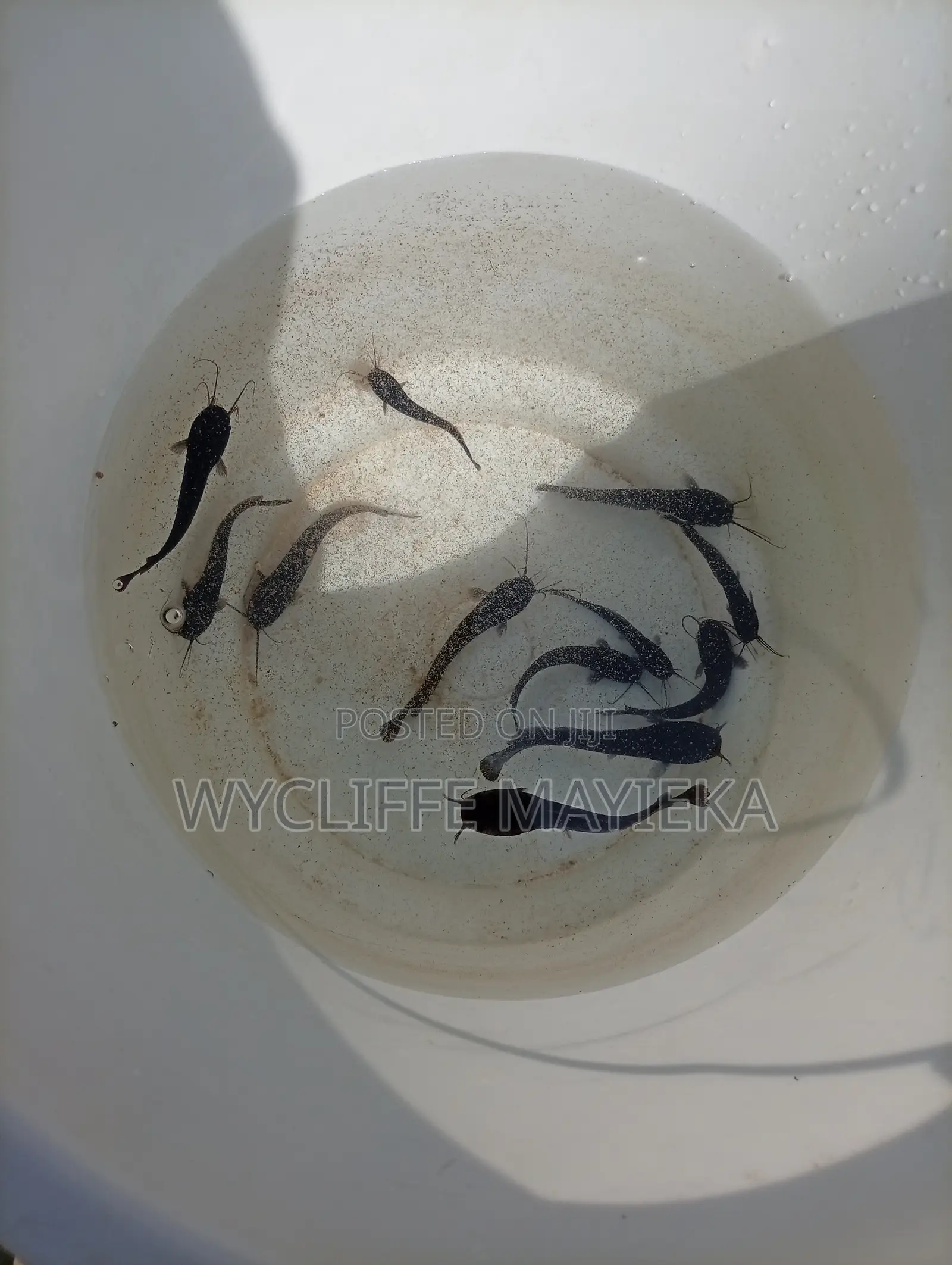 Cat Fish Fingerlings for Sale