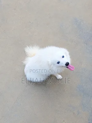 6-12 months Male Mixed Breed Japanese Spitz