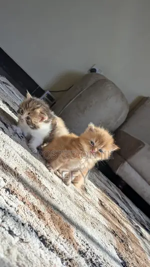 1-3 months Female Purebred Persian
