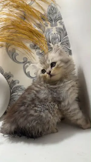 1-3 months Female Purebred Persian