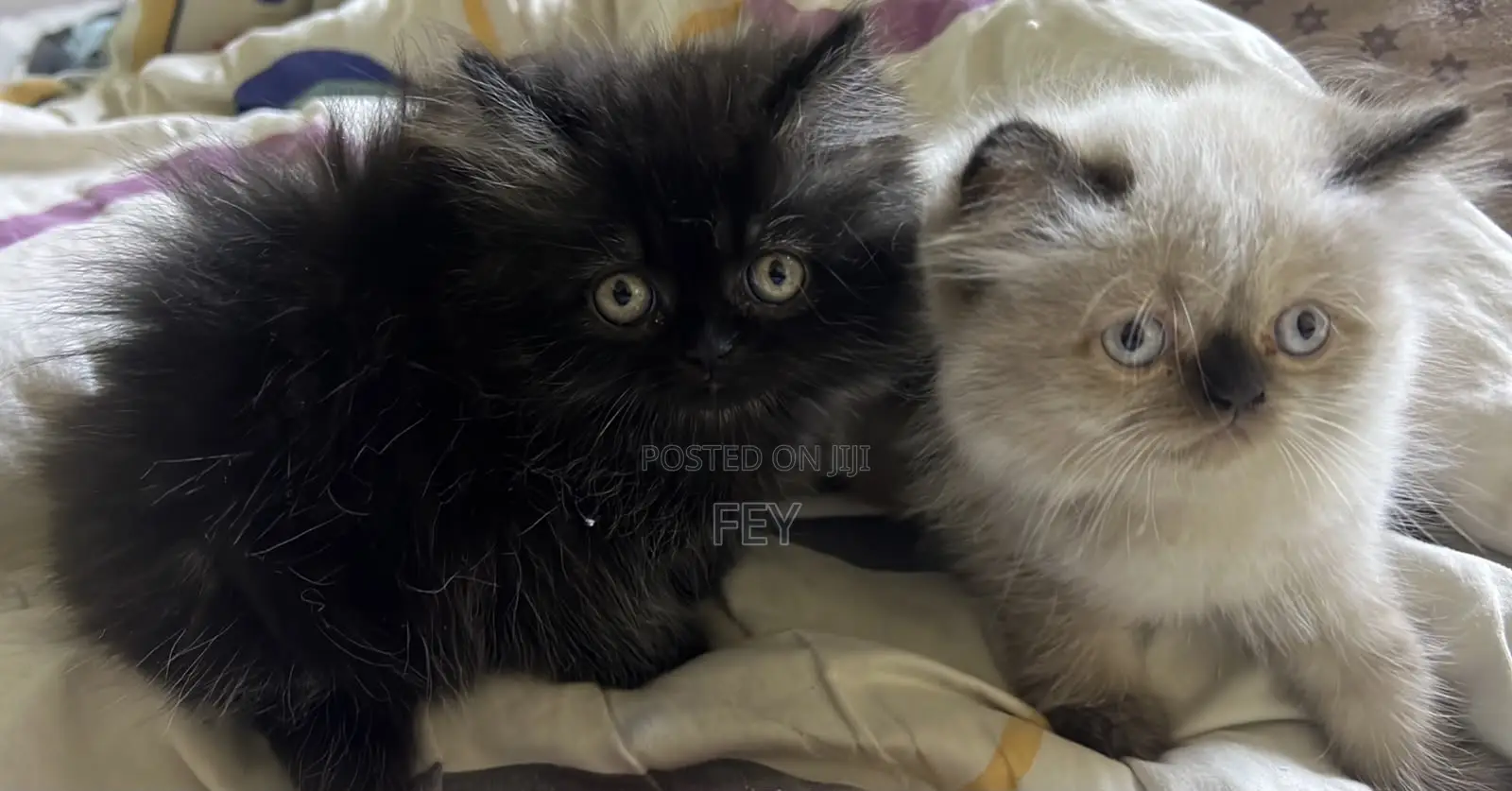 1-3 months Female Purebred Persian