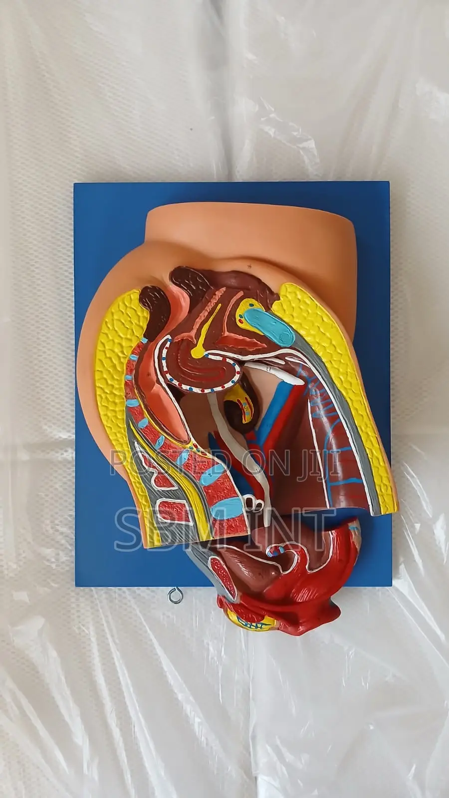 Pelvic Model