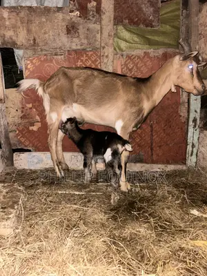 Goat Milk Mombasa