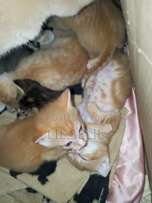 1-3 months Male Mixed Breed American Shorthair