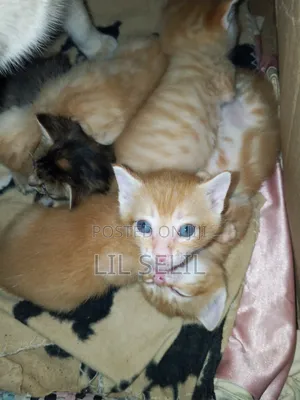 1-3 months Male Mixed Breed American Shorthair