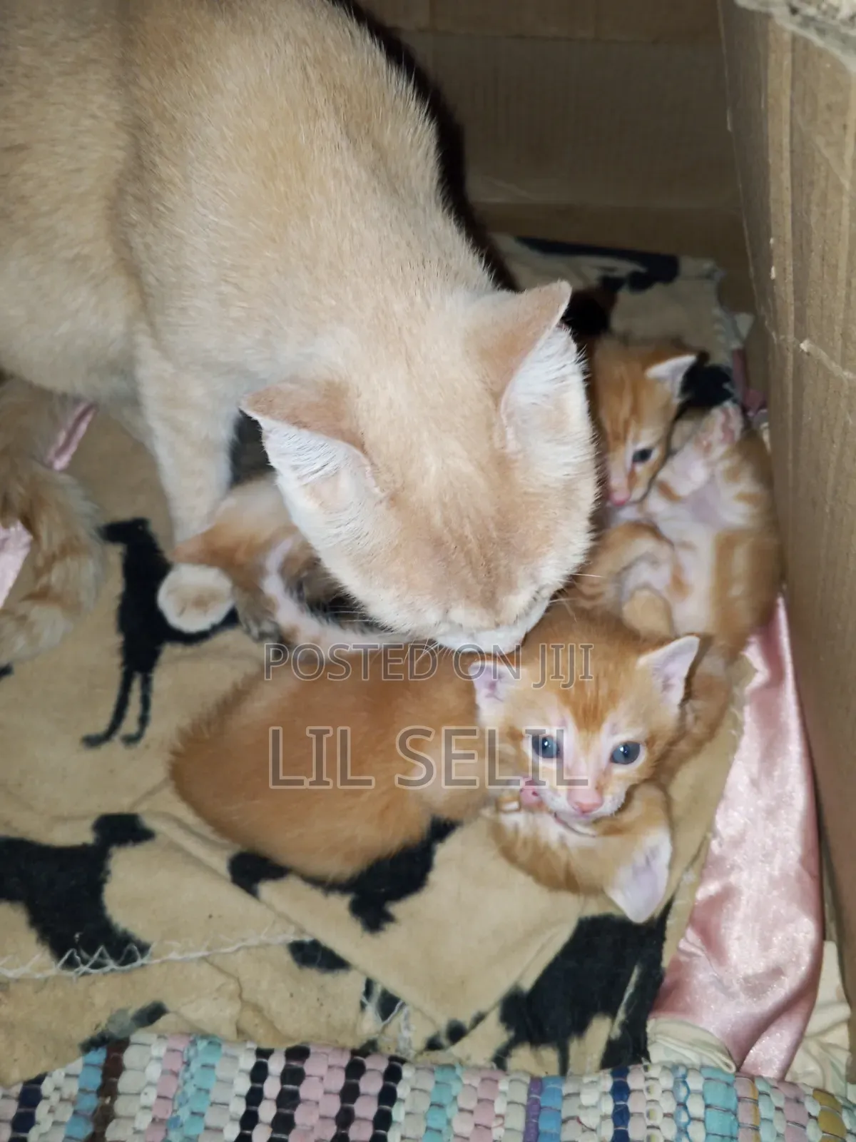 1-3 months Male Mixed Breed American Shorthair