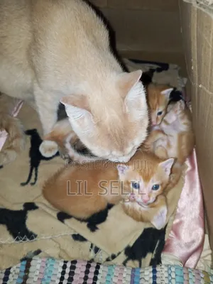 1-3 months Male Mixed Breed American Shorthair
