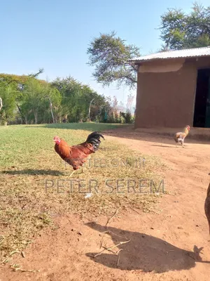 Kienyeji Jogoo for sell.