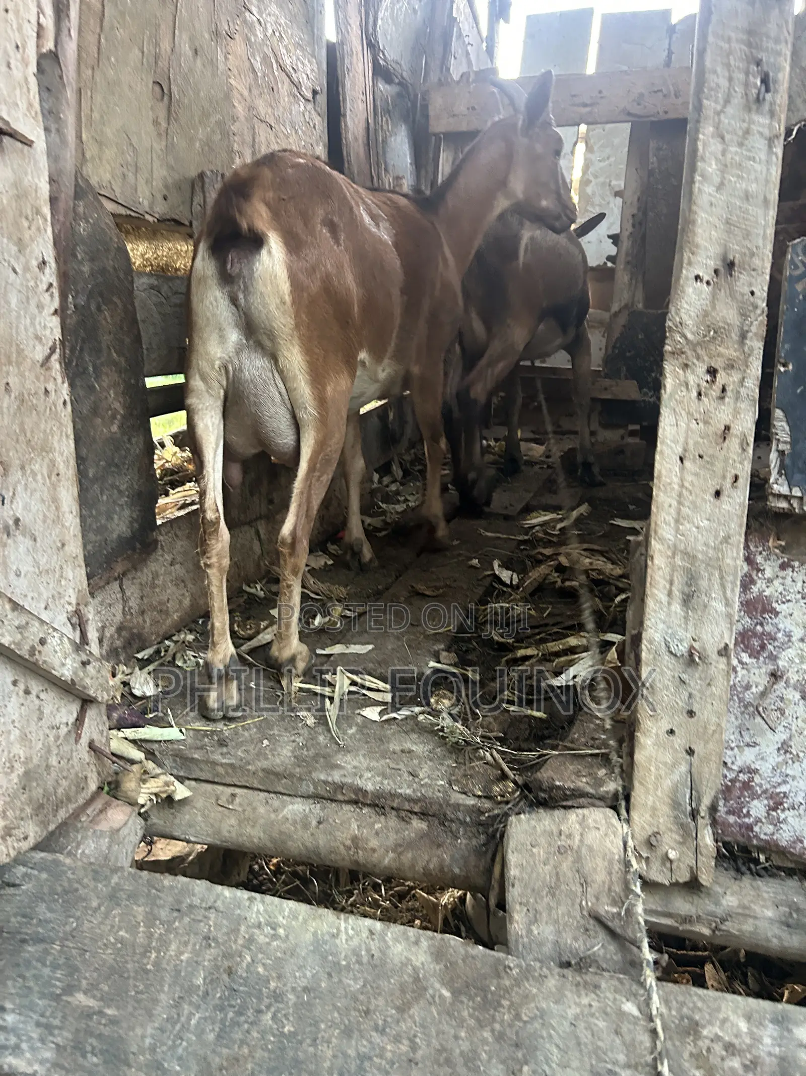 Hybrid Goat for Sale