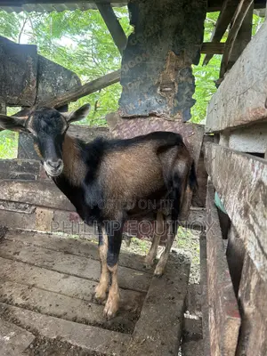 Hybrid Goat for Sale