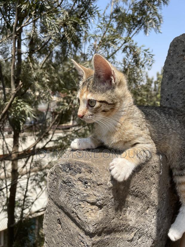 1-3 months Female Mixed Breed Tabby - main view