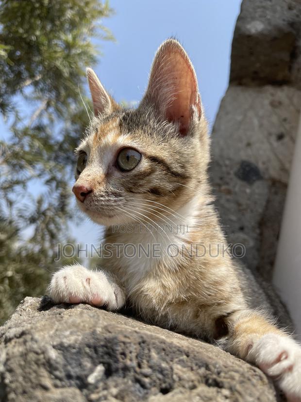 1-3 months Female Mixed Breed Tabby - thumbnail 6