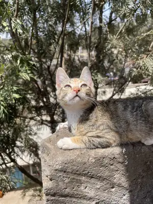 1-3 months Female Mixed Breed Tabby