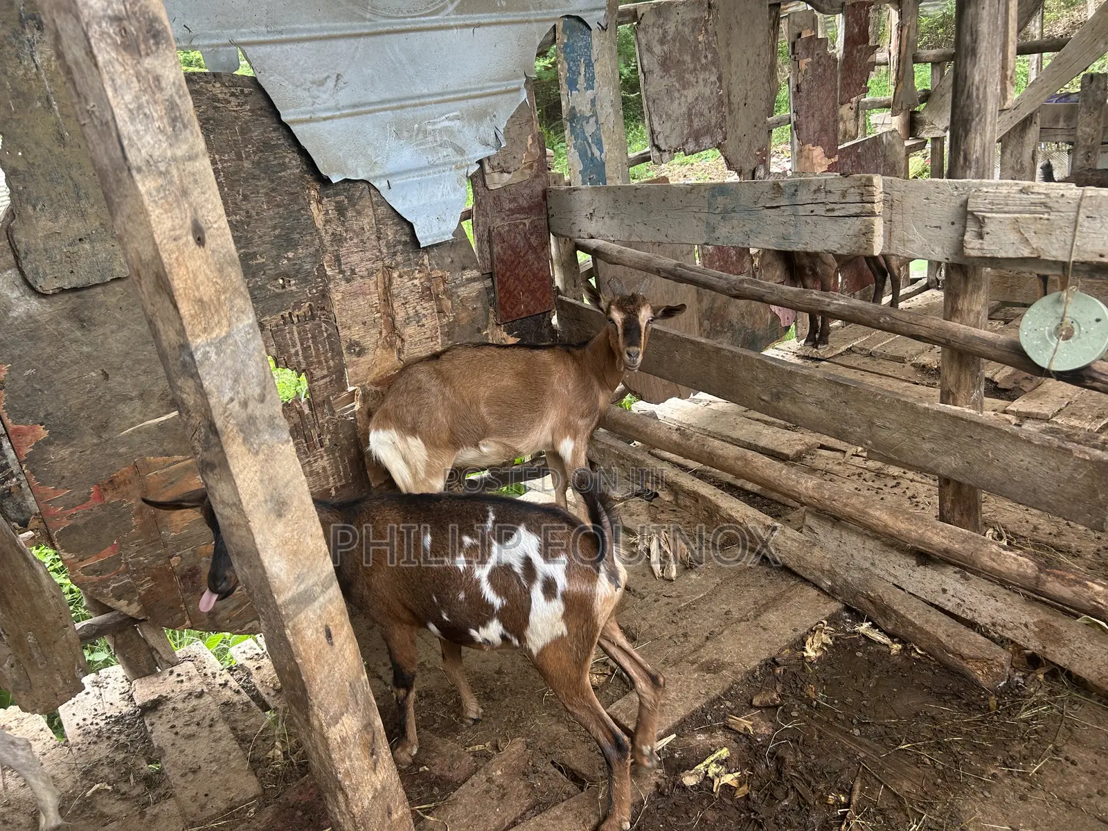 Hybrid Goat for Sale