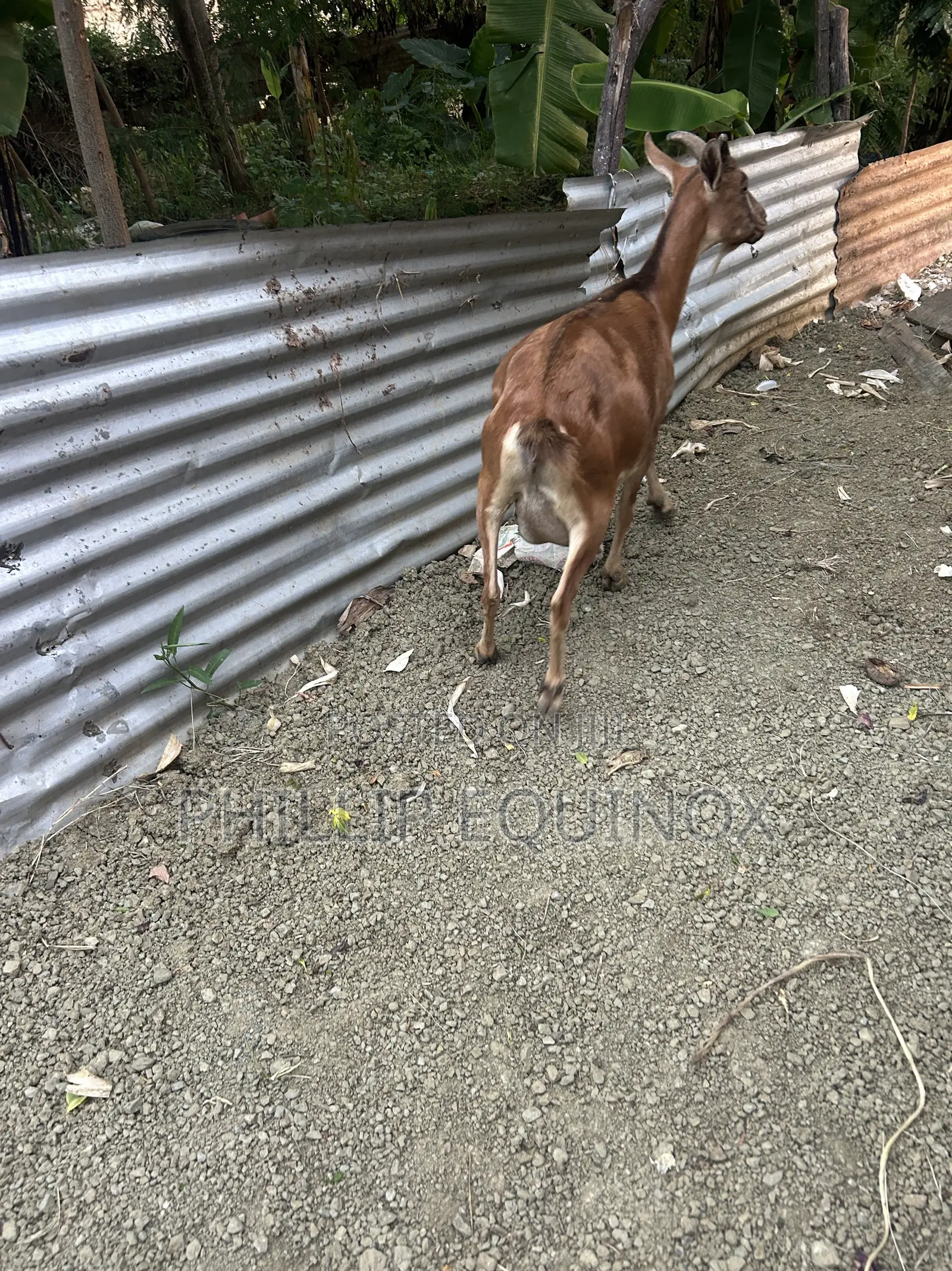 Hybrid Goat for Sale