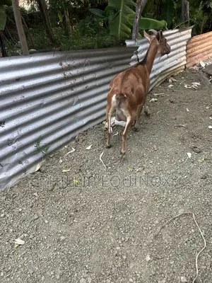 Hybrid Goat for Sale