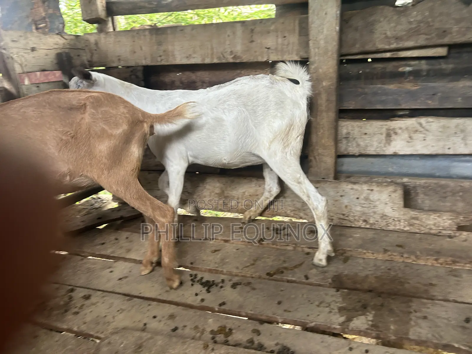 Hybrid Goat for Sale