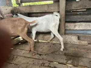 Hybrid Goat for Sale