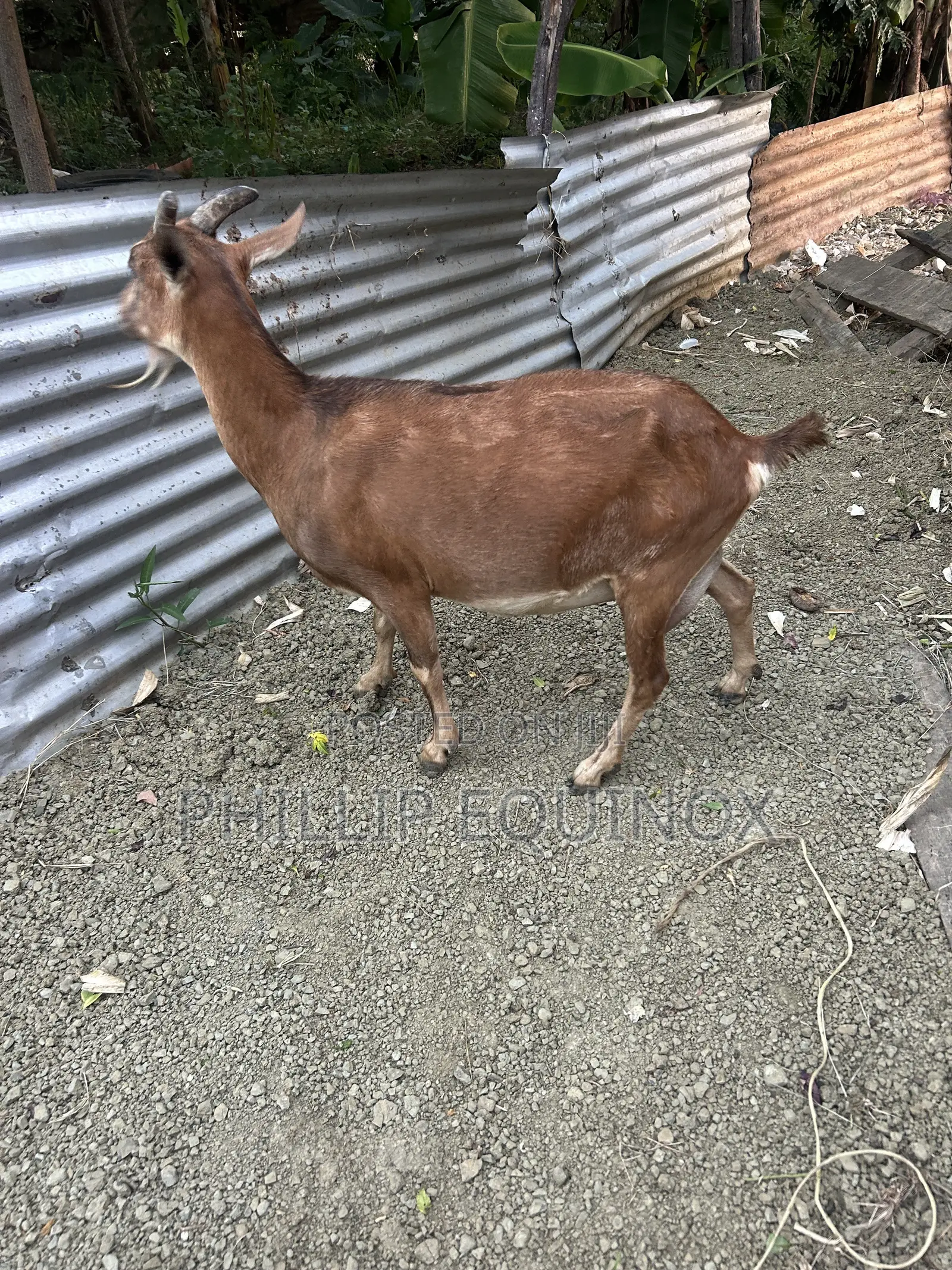 Hybrid Goat for Sale