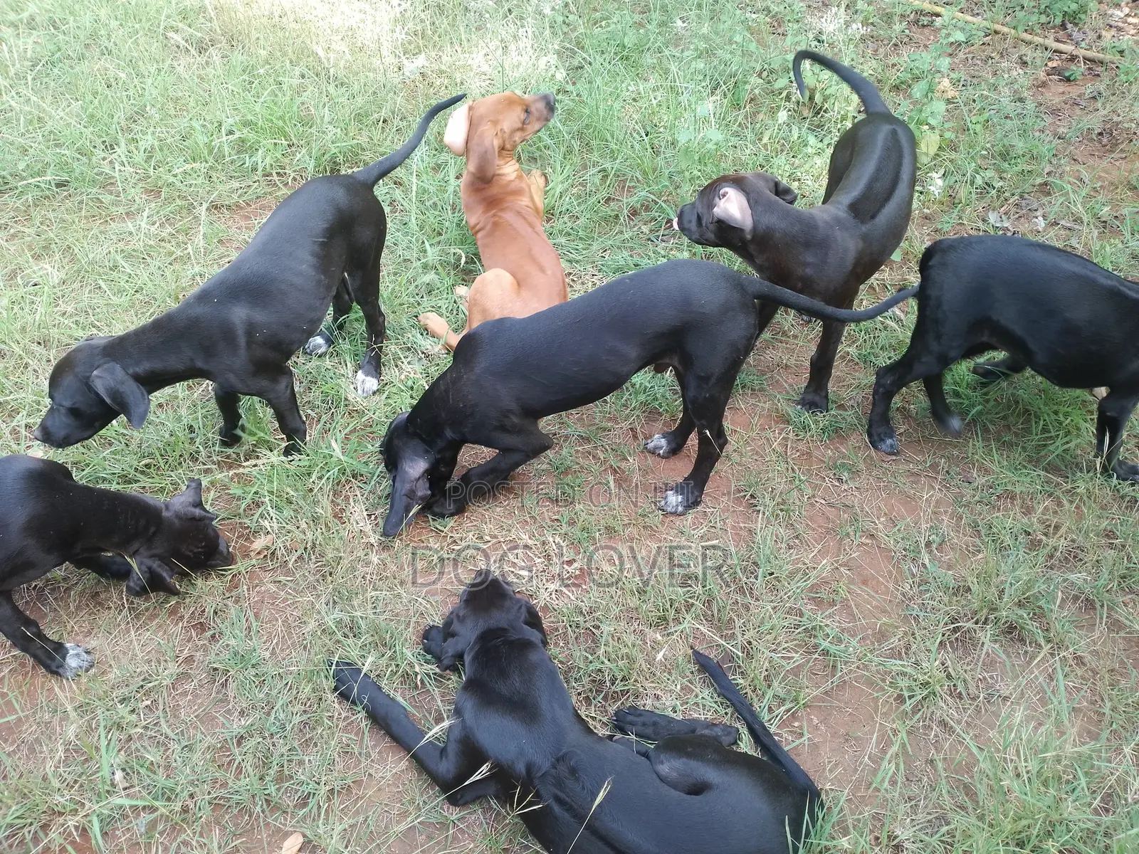 3-6 months Male Mixed Breed Rhodesian Ridgeback