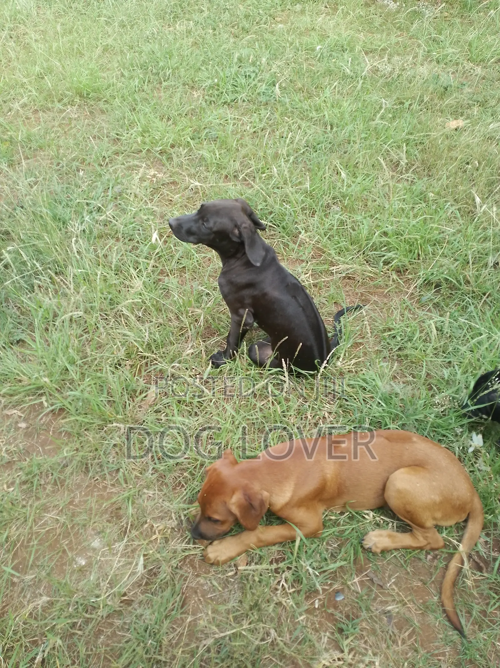 3-6 months Male Mixed Breed Rhodesian Ridgeback