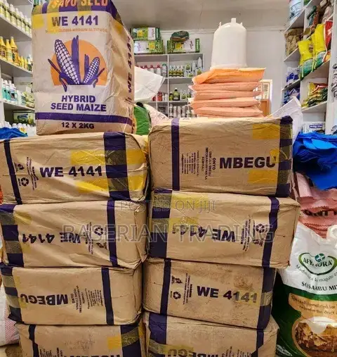We4141 Maize Seeds
