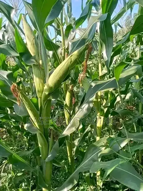 We4141 Maize Seeds