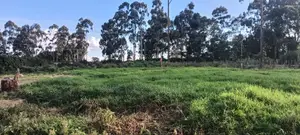 50x100 Residential Plot, Kikuyu