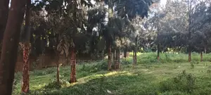 50x100 Residential Plot, Kikuyu