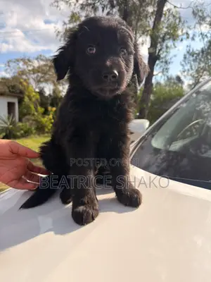1-3 months Male Mixed Breed German Shepherd