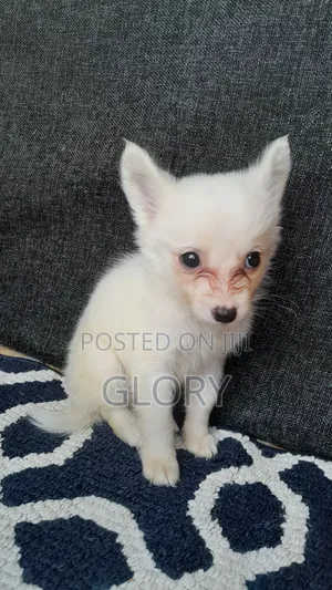 1-3 months Male Purebred Japanese Spitz