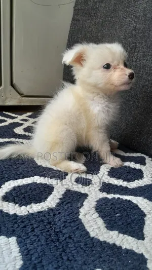 1-3 months Male Purebred Japanese Spitz