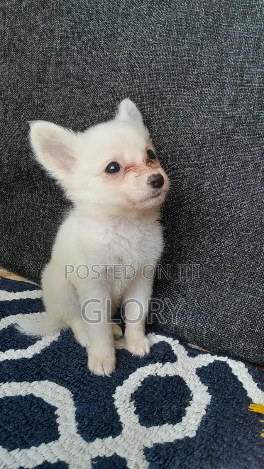 1-3 months Male Purebred Japanese Spitz