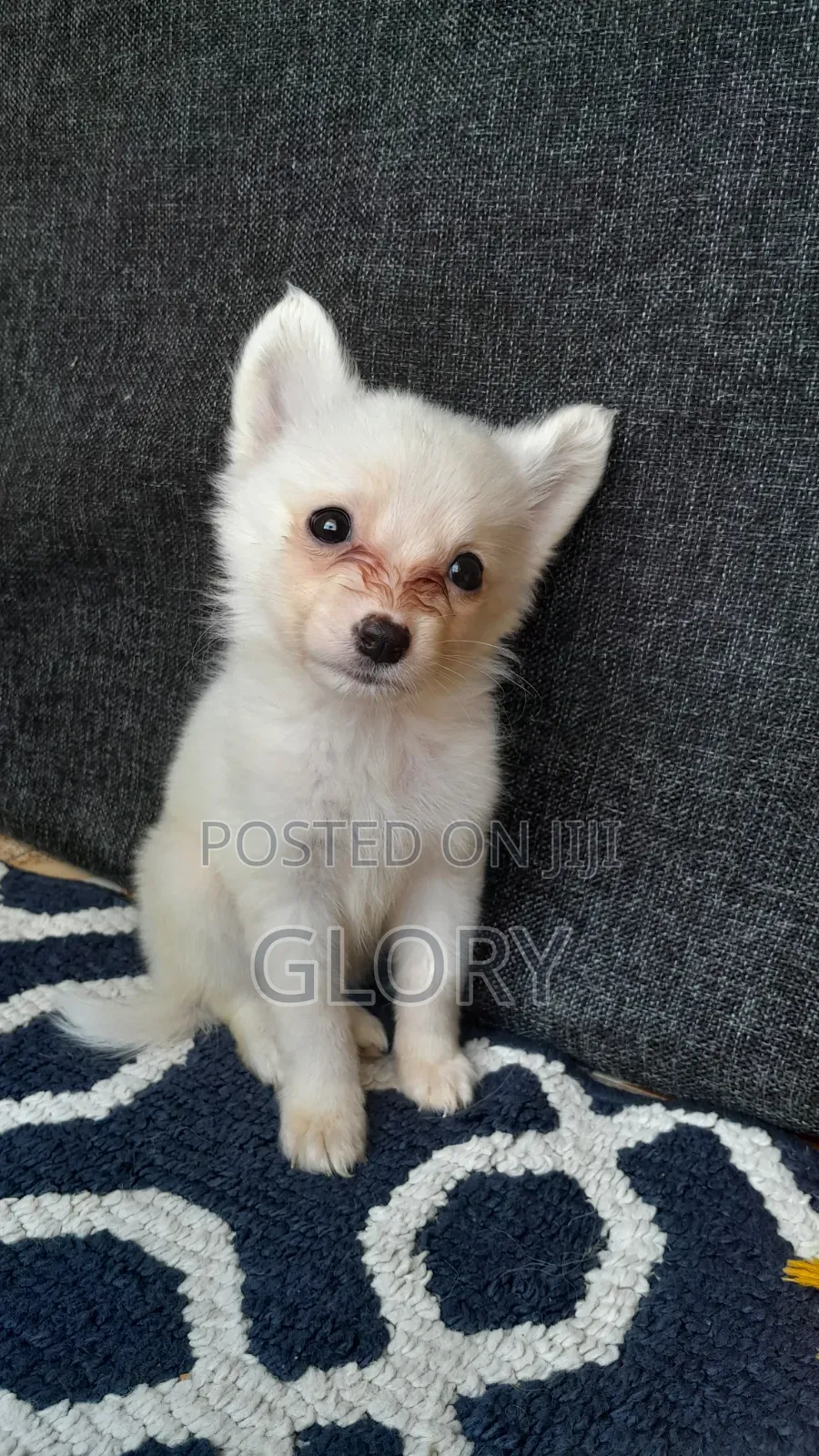 1-3 months Male Purebred Japanese Spitz