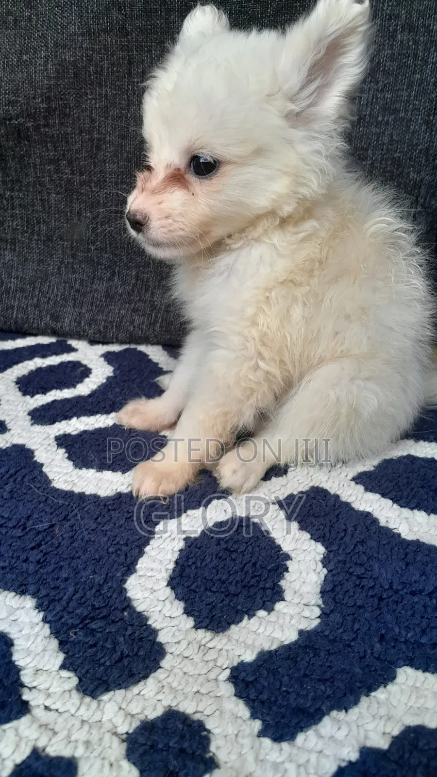 1-3 months Male Purebred Japanese Spitz