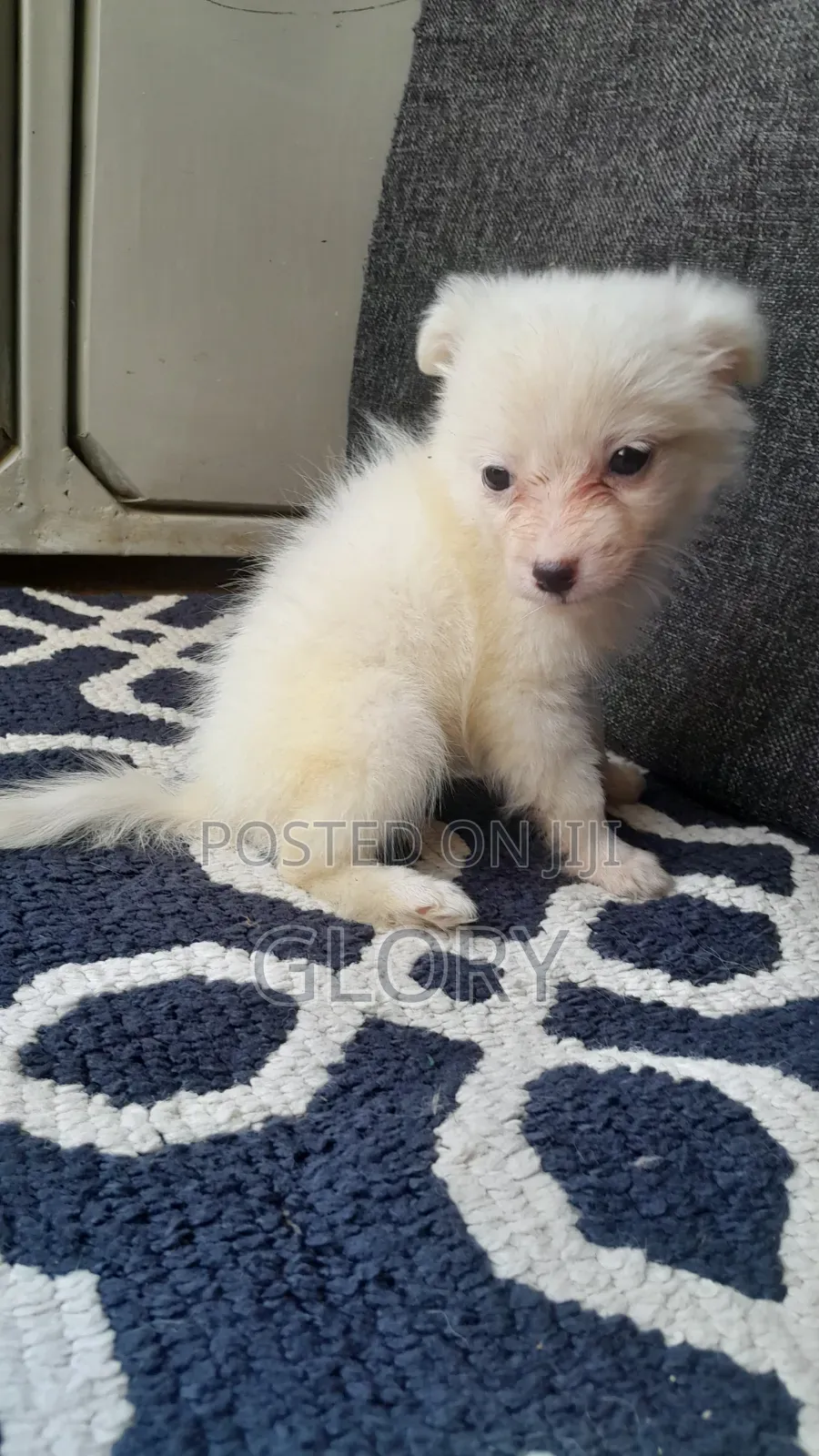 1-3 months Male Purebred Japanese Spitz