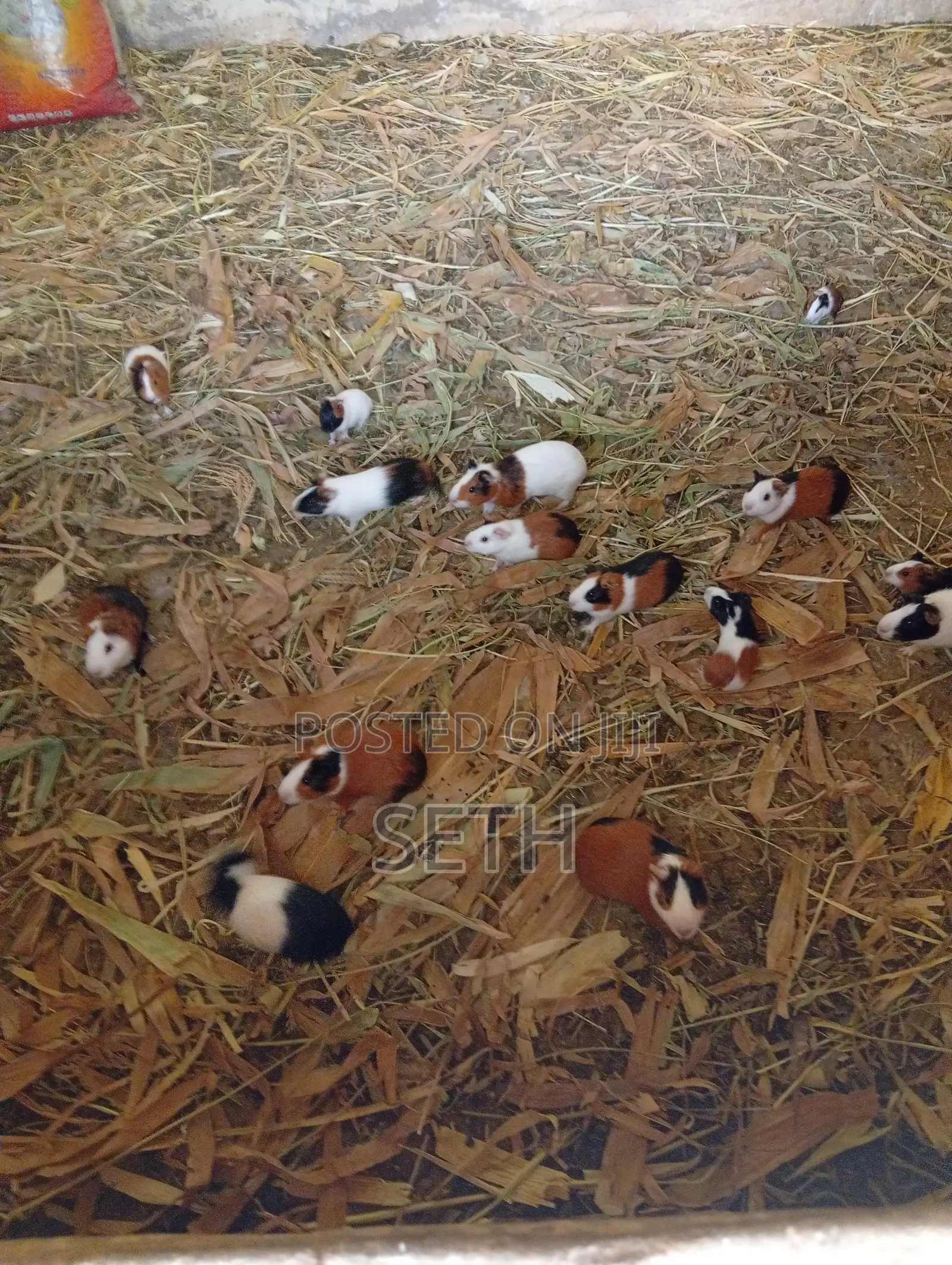 Guinea Pig