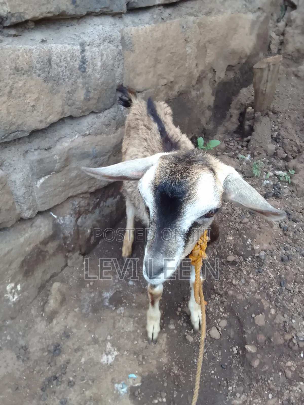Small Male Goat