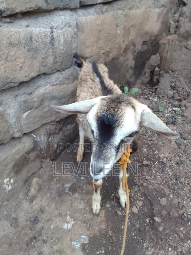 Small Male Goat