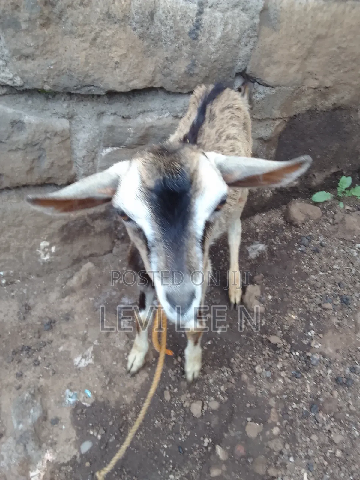 Small Male Goat