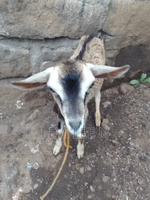 Small Male Goat
