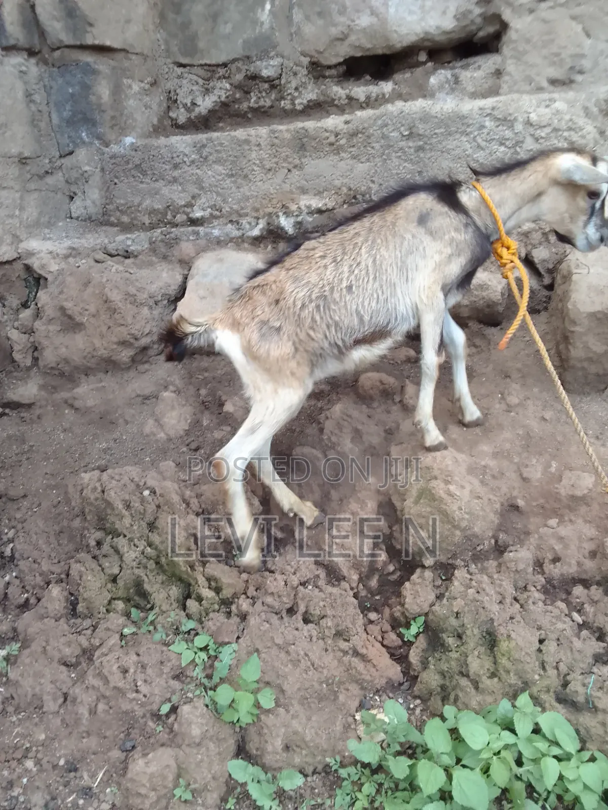 Small Male Goat