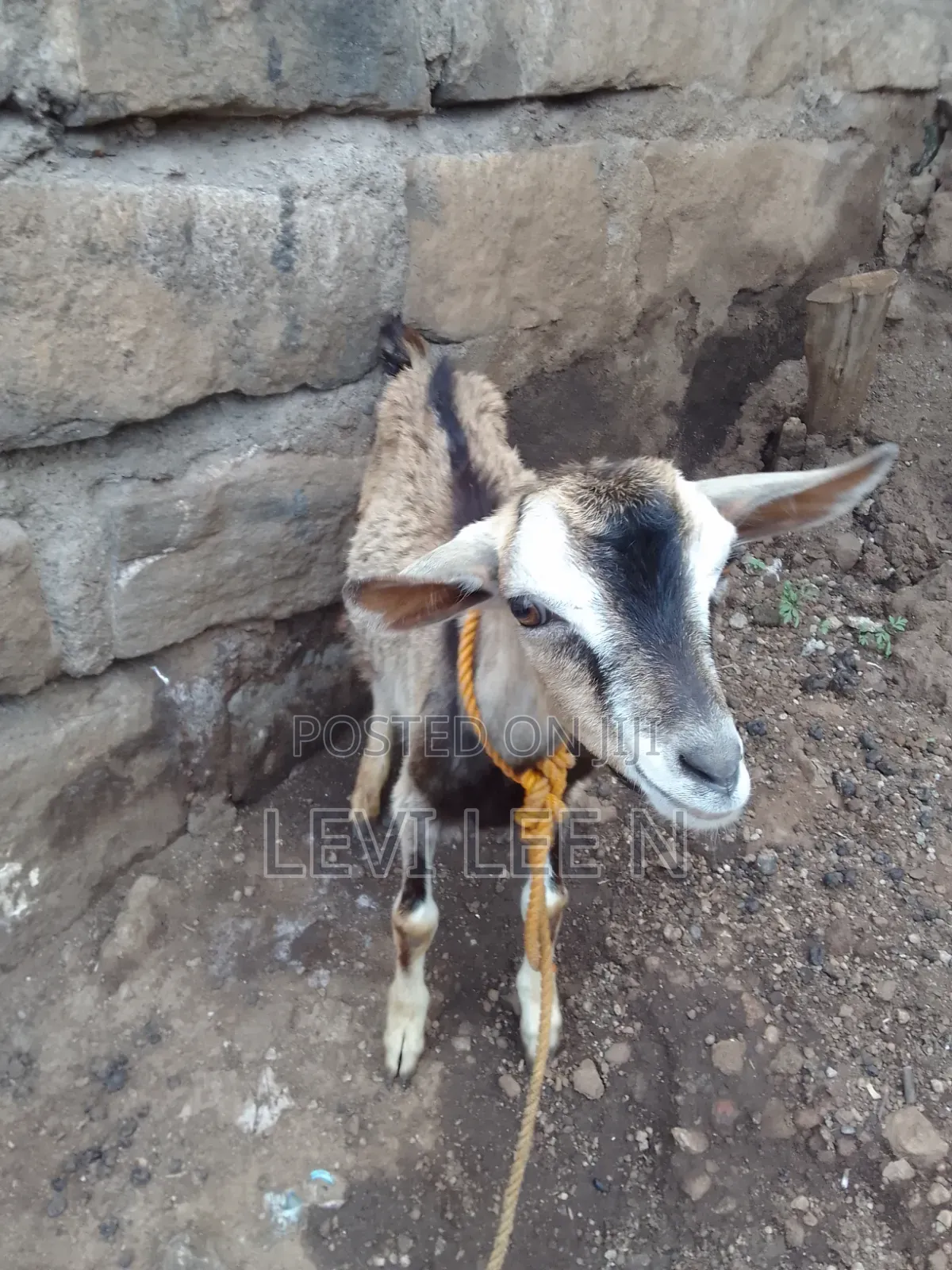 Small Male Goat