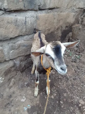 Small Male Goat