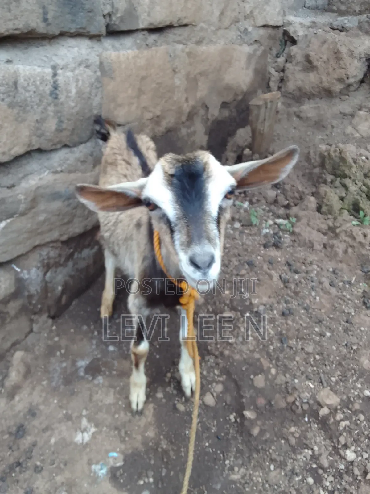Small Male Goat