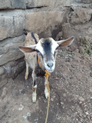 Small Male Goat