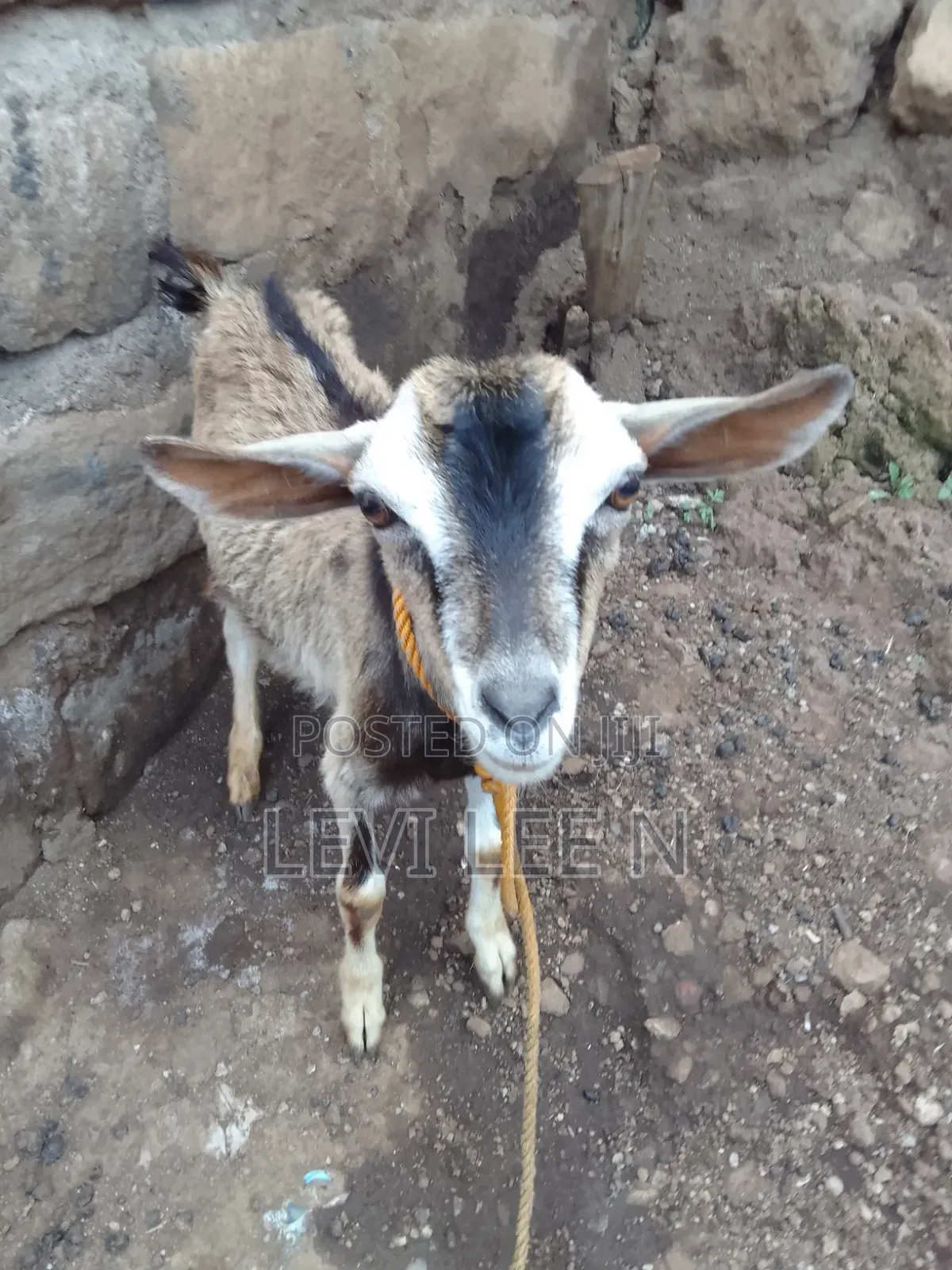 Small Male Goat