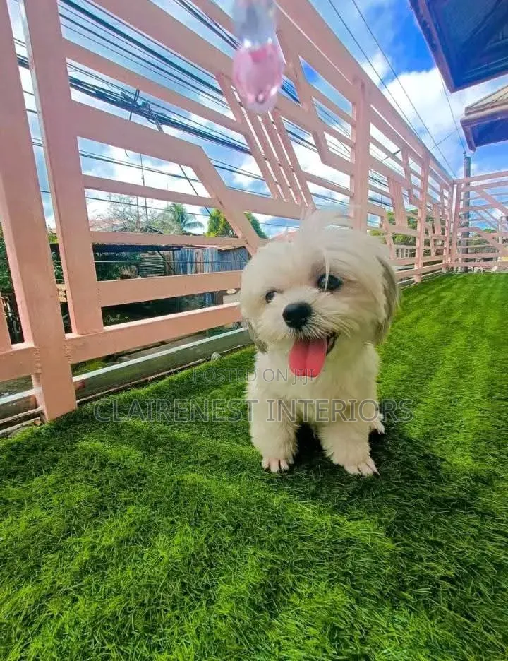 Puppy and Pets Friendly 50mm Artificial Green Grass Carpet